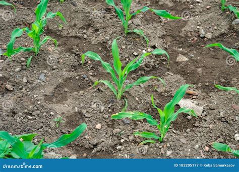 Image result for Small Corn Field