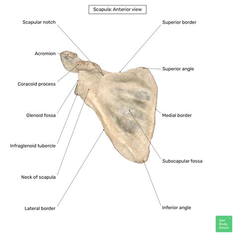 Name The Scapular Landmarks Scapula Bone Scapula Scap - vrogue.co