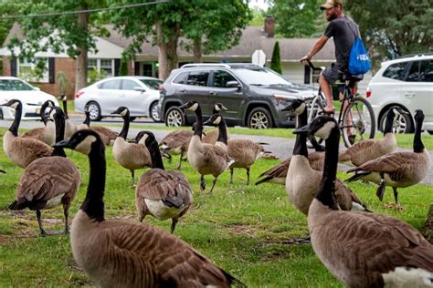 The Feds say some Canada Goose populations are down. Don’t get excited.