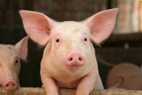 农业农村部：探索生猪产业信息化服务金融模式，加强生产监测和信息引导 - 猪好多网