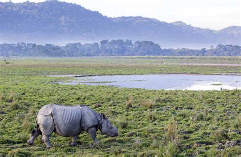 Wildlife Sanctuaries Tour Packages | Wildlife Destinations