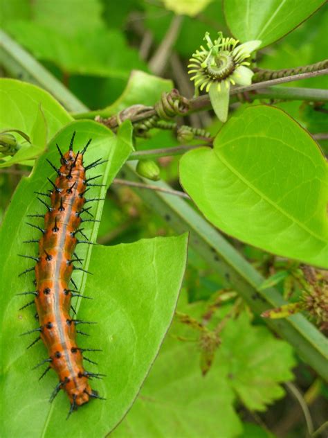 How to Get Rid of Orange Caterpillar With Black Spikes
