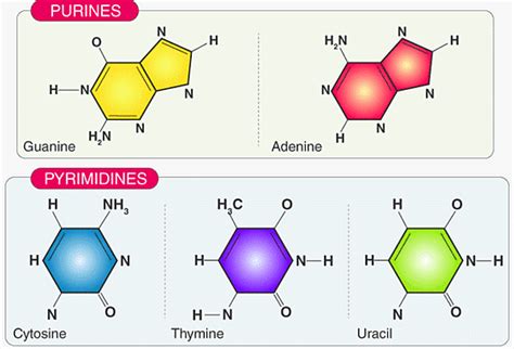 Molecular Basis of Inheritance Chapter Notes - Biology Class 12 - NEET ...