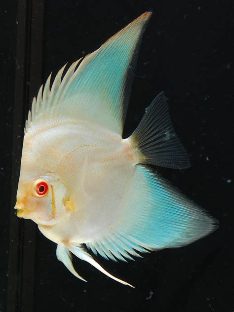 Image result for Discus Tropical Fish