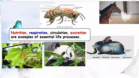 Image result for Class X BioLife Processes