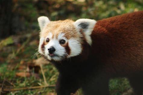 Very good, possibly lacking enrichment activities for some of the ...