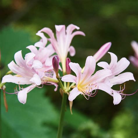 Pink Lycoris Squamigera | Pink Magic Lily | Pink Spider Lily | Fragrant ...