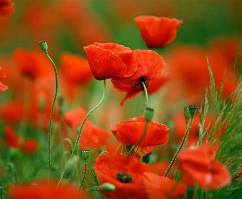 Colors Of Poppy Flowers