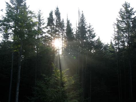 Explore the Magic of the Boreal Forest on a Mindful Wonder Walk with ...