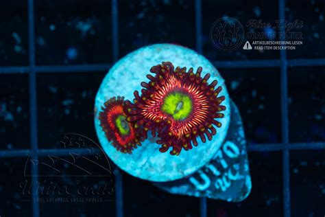 Zoanthus Lord of the Rings (WCC) (Filter)-ZOA_251208_033