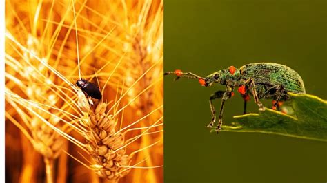 What Is Fusarium Graminearum Smuggled By Chinese Couple Into US, And ...