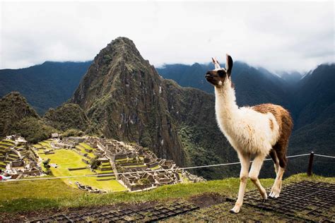20 Incredible South American Animals to Spot on Your Next Trip!