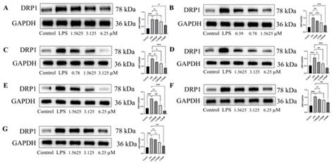 Secondary Metabolites from Rehmannia glutinosa Protect Mitochondrial ...
