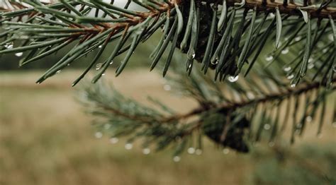 Download wallpaper 6115x3386 needles, cones, drops, water, macro, blur ...