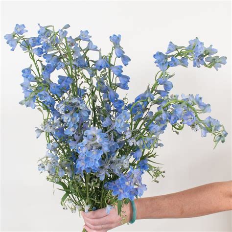 Light Blue Flowers Blue Flowering Shrubs: 17 Blue Flower Bushes For