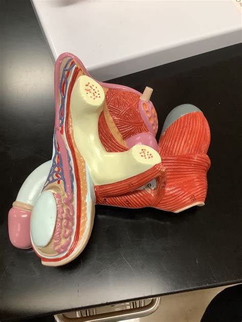 Image result for Male Reproductive Lab Model