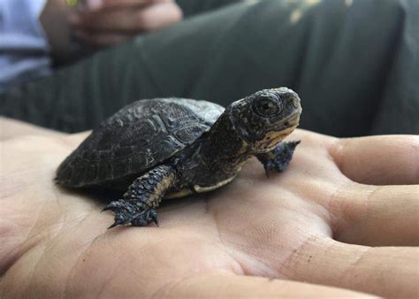 Study: Yosemite pond turtles return minus invasive bullfrogs ...
