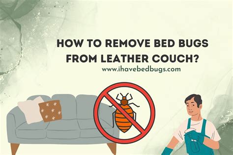 How to Remove Bed Bugs From Leather Couch? - ihavebedbugs.com