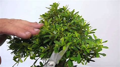 Image result for Azalea Pruning