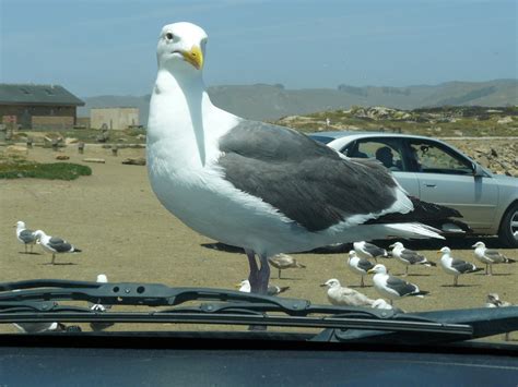 Image result for Calif Auto Insurance