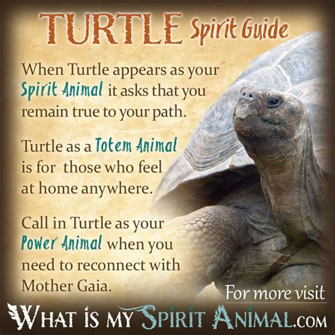 Turtle Symbolism & Meaning | Spirit, Totem & Power Animal | Spirit ...