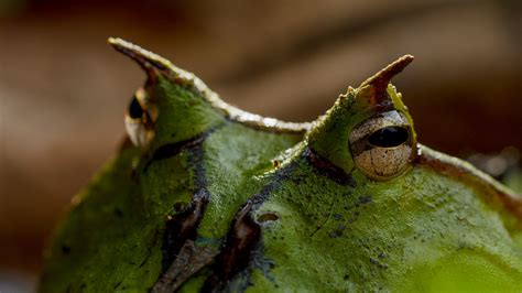 Image result for Exploding Frogs