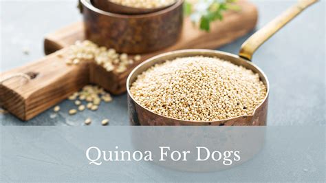 Can Dogs Eat Quinoa? Find Out If Quinoa Is Good For Your Dog