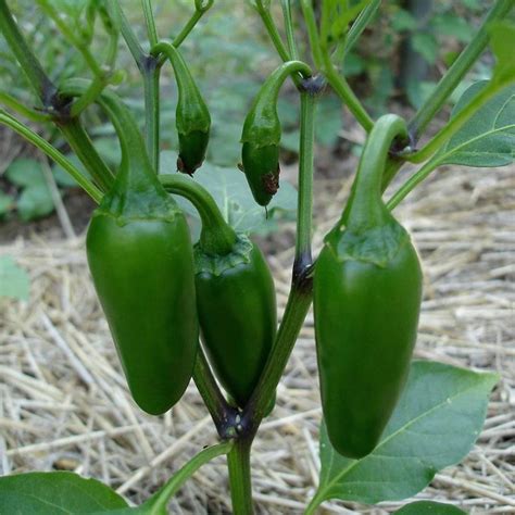 Jalapeno Pepper Plant