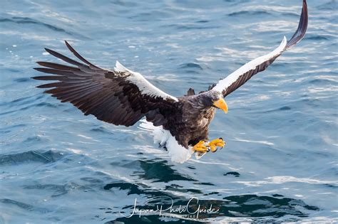 Steller's Sea Eagles | Japan Photo Guide