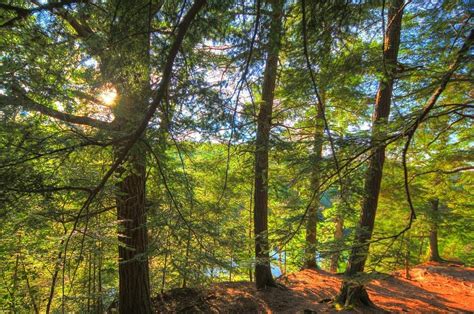 HEMLOCK BLUFF TRAIL (2025) All You Need to Know BEFORE You Go (with ...