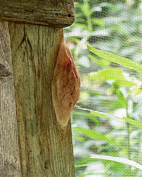 Image result for Large Moth