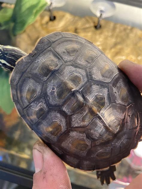 Excuse my finger I just got home from work. Is my turtles shell ok? : r ...