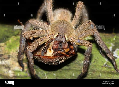 Image result for Cockroach Tarantula vs