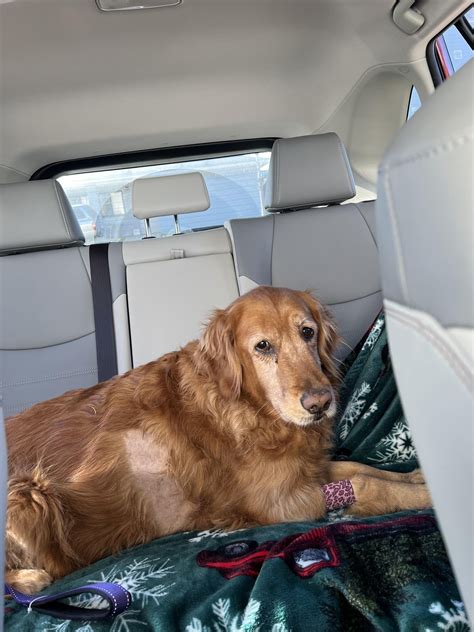 i posted my piper girl the other day when she got diagnosed w cancer & this is her today! she ...