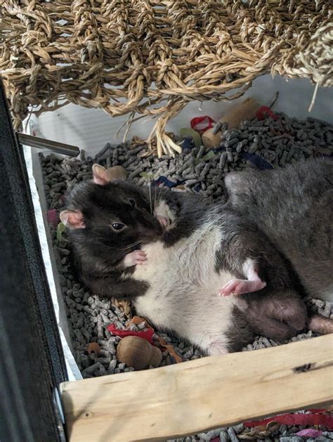 Draw me like one of your French rats : r/RATS