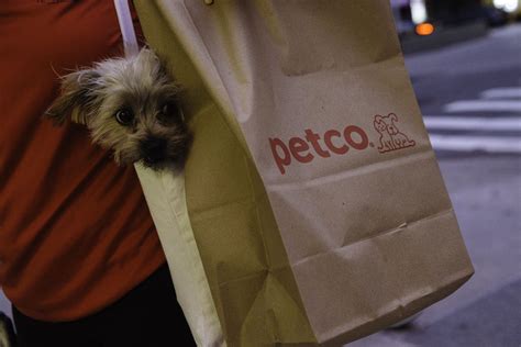 How Much Does It Cost To Groom A Small Dog At Petco at Douglas Reddin blog
