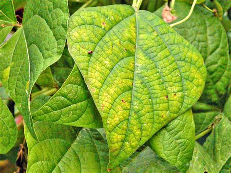 Zinc Deficiency In Plants Signs And Symptoms at Richard Armes blog - symptoms of zinc deficiency in plants