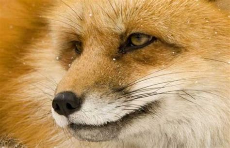 关于狐狸的成语 跟狐狸有关的词语 - 天奇生活