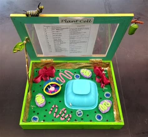Plant Cell Model Project