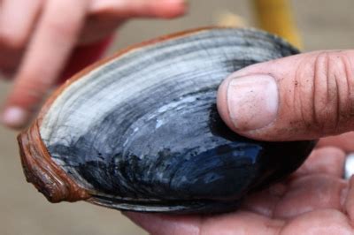 Image result for WinShell Clam
