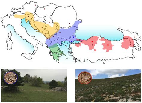 Comparative Venomics of the Vipera ammodytes transcaucasiana and Vipera ...