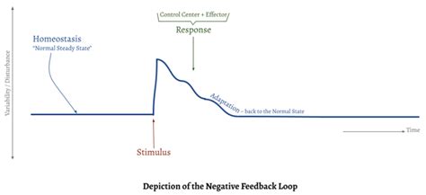 Image result for Positive Feedback Loop Endocrine System