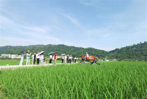 农机上天入地 农业高产高效 温州乐清新农人的“种田经”引来省农业专家点赞