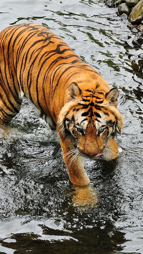 436 जणांचा बळी घेणाऱ्या ‘चंपावत वाघीणीची थरकाप उडवणारी गोष्ट’