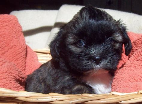 Wollen Sie mal was anderes Mal was in Silber in Bunde | Tiere ...