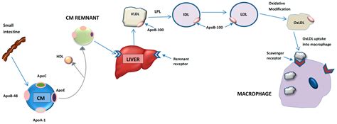 Apolipoprotein B and Cardiovascular Disease: Biomarker and Potential Therapeutic Target