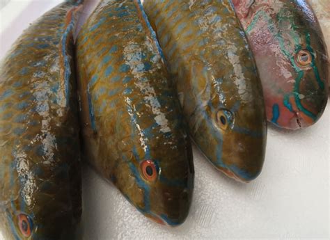 Alga Group of companies