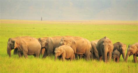 Trips for the Wildlife Lover to Take