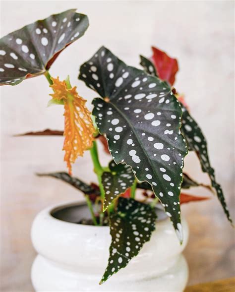 Why Begonia Is Toxic To Cats And How To Keep Them Safe