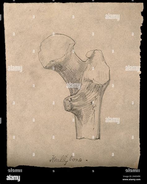 A section of bone. Drawing Stock Photo - Alamy